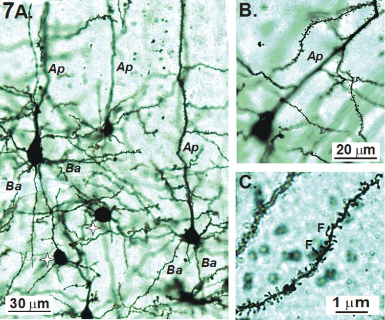 https://cdn.ncbi.nlm.nih.gov/pmc/blobs/22bc/7242838/f9a05652a56c/jad-74-jad191067-g007.jpg