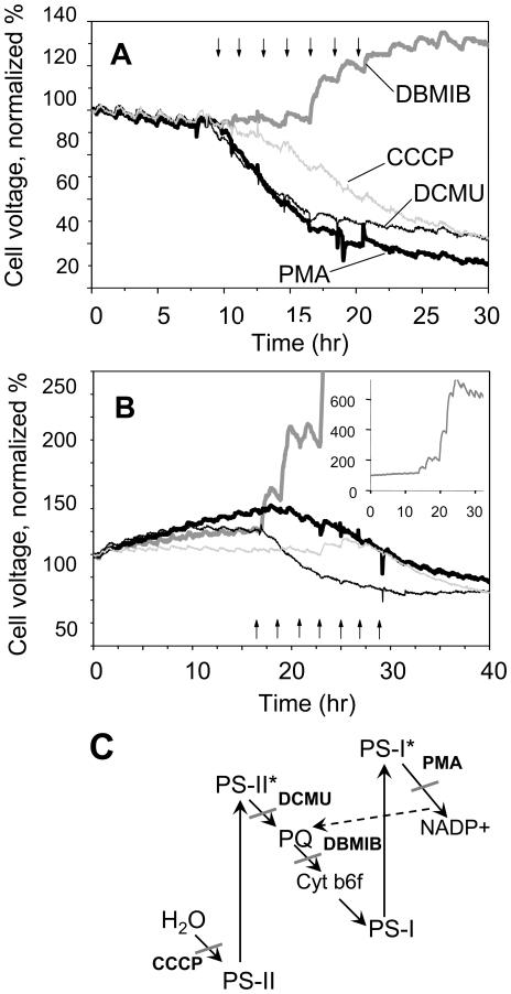 https://cdn.ncbi.nlm.nih.gov/pmc/blobs/22be/2876029/1b1905dd3954/pone.0010821.g005.jpg
