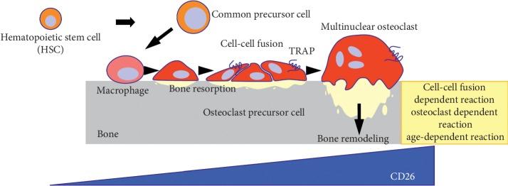 https://cdn.ncbi.nlm.nih.gov/pmc/blobs/22c1/6875016/f2bb26681026/JO2019-6084012.001.jpg