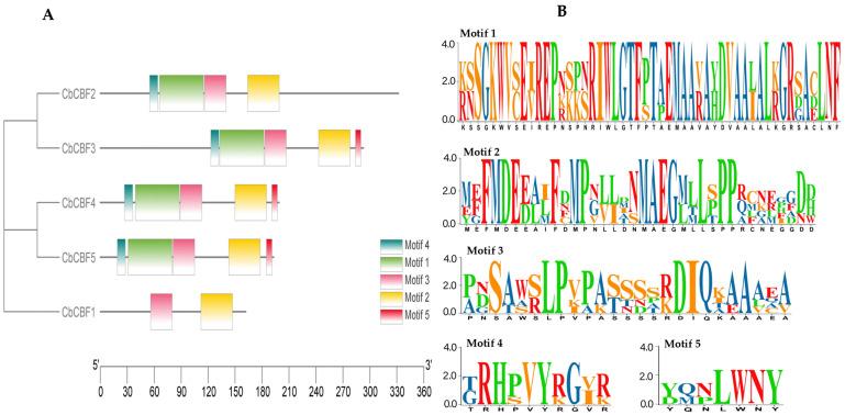 https://cdn.ncbi.nlm.nih.gov/pmc/blobs/22c5/10891952/845fef891bb3/plants-13-00549-g002.jpg