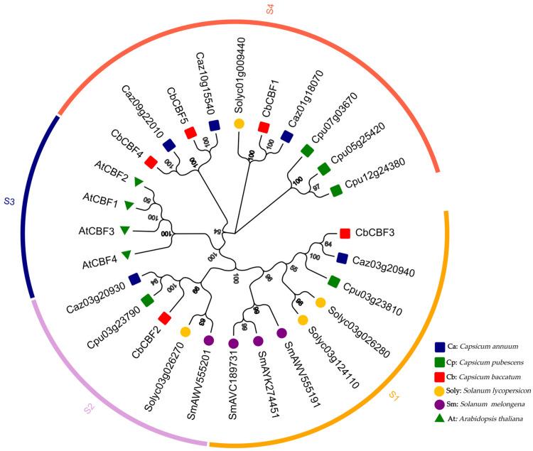 https://cdn.ncbi.nlm.nih.gov/pmc/blobs/22c5/10891952/eaa158e2f632/plants-13-00549-g001.jpg