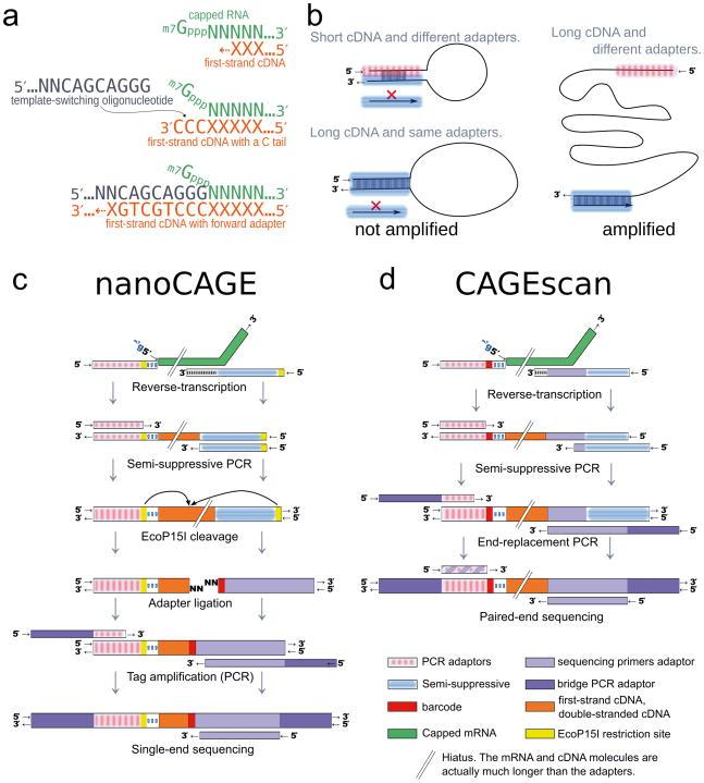 https://cdn.ncbi.nlm.nih.gov/pmc/blobs/22c5/2906222/539ed28c5976/nihms207200f1.jpg