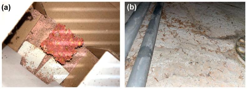 https://cdn.ncbi.nlm.nih.gov/pmc/blobs/22c7/10380796/8ba45bc812f9/insects-14-00578-g007.jpg
