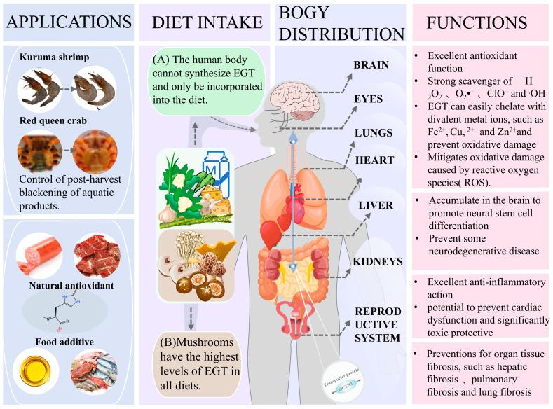 https://cdn.ncbi.nlm.nih.gov/pmc/blobs/22c9/12071650/6aeb8abf27ec/foods-14-01588-g004.jpg
