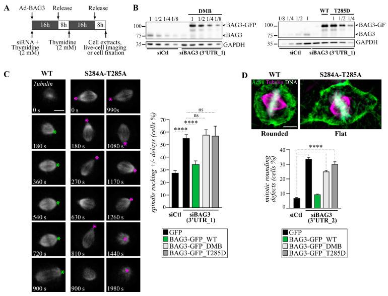 https://cdn.ncbi.nlm.nih.gov/pmc/blobs/22ca/8534064/04add1df46f7/cells-10-02638-g003.jpg