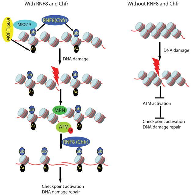 https://cdn.ncbi.nlm.nih.gov/pmc/blobs/22cc/3130800/b2ca99c5d88d/nihms290595f8.jpg