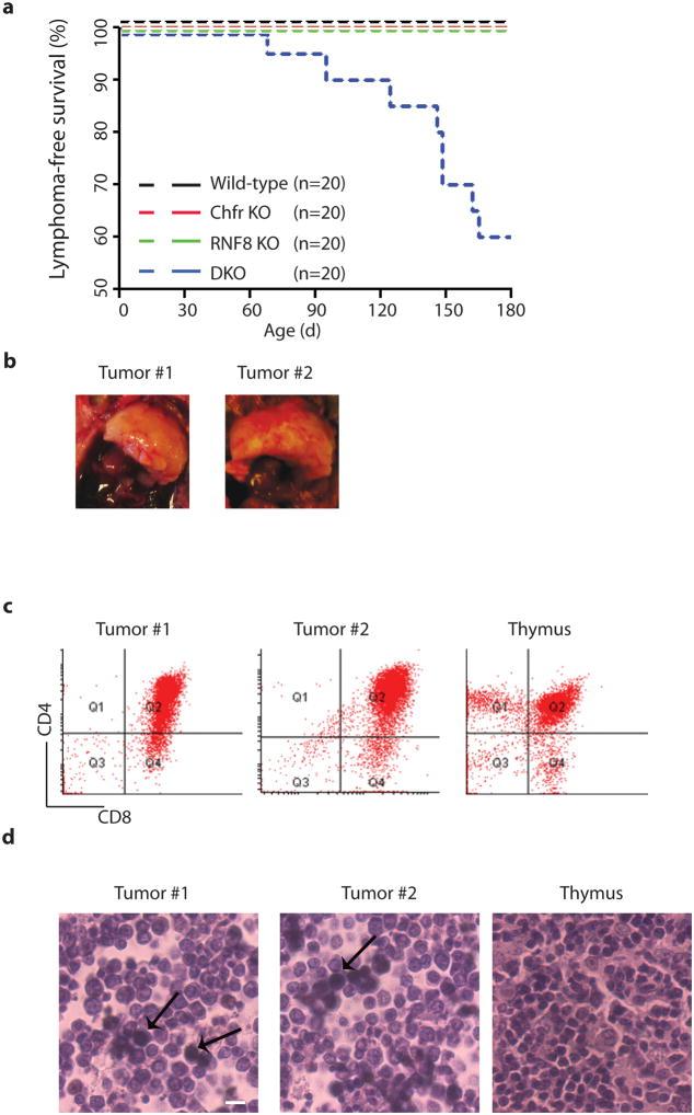https://cdn.ncbi.nlm.nih.gov/pmc/blobs/22cc/3130800/f35f2d4ab8bc/nihms290595f2.jpg