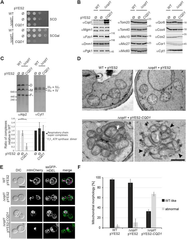 https://cdn.ncbi.nlm.nih.gov/pmc/blobs/22cd/10214851/abefeacbb234/joces-136-260578-g7.jpg