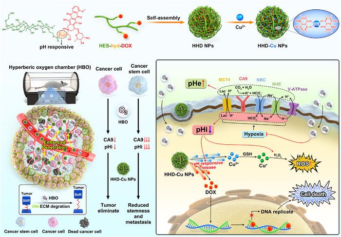 https://cdn.ncbi.nlm.nih.gov/pmc/blobs/22cd/12380064/3b74832613ed/EXP2-5-e20240080-g003.jpg