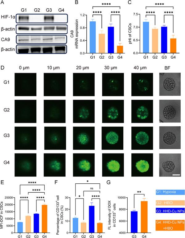 https://cdn.ncbi.nlm.nih.gov/pmc/blobs/22cd/12380064/edeea57a8c6e/EXP2-5-e20240080-g007.jpg
