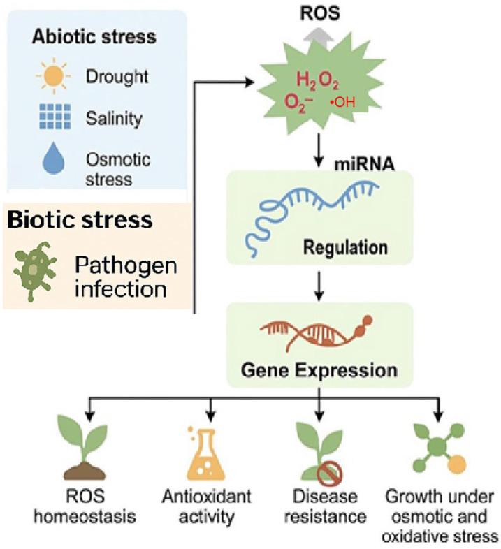 https://cdn.ncbi.nlm.nih.gov/pmc/blobs/22d3/12345703/6022ef662a45/ijms-26-07167-g004.jpg