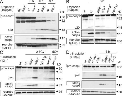 https://cdn.ncbi.nlm.nih.gov/pmc/blobs/22dc/2700374/a4c09e4dd123/JCB_200811105_GS_Fig5.jpg