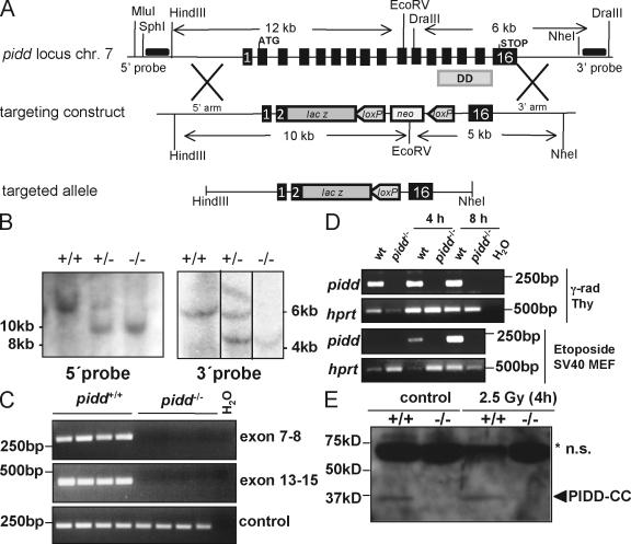 https://cdn.ncbi.nlm.nih.gov/pmc/blobs/22dc/2700374/ae65675ca49e/JCB_200811105_GS_Fig1.jpg