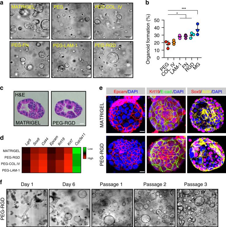 https://cdn.ncbi.nlm.nih.gov/pmc/blobs/22de/7351772/3ee41744f580/41467_2020_17161_Fig1_HTML.jpg