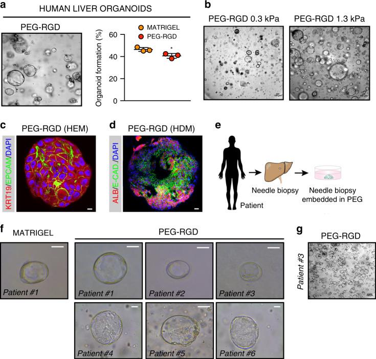 https://cdn.ncbi.nlm.nih.gov/pmc/blobs/22de/7351772/8fe63c9308ba/41467_2020_17161_Fig5_HTML.jpg