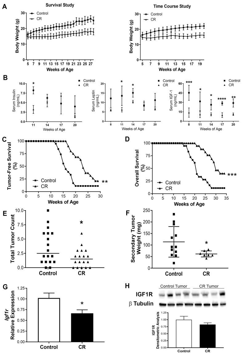 https://cdn.ncbi.nlm.nih.gov/pmc/blobs/22df/10486801/b6da6cbb4a8e/cancers-15-04320-g001.jpg