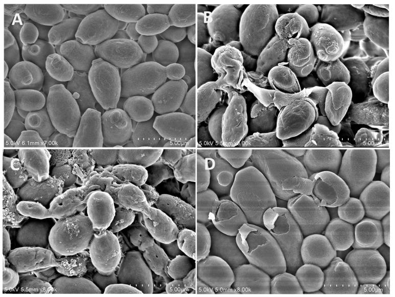https://cdn.ncbi.nlm.nih.gov/pmc/blobs/22e3/10531694/0c90823dd11b/ijms-24-14053-g003.jpg