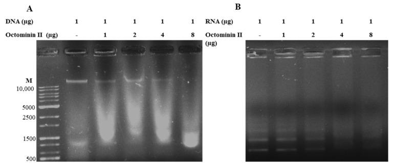 https://cdn.ncbi.nlm.nih.gov/pmc/blobs/22e3/10531694/a395104e14b7/ijms-24-14053-g006.jpg