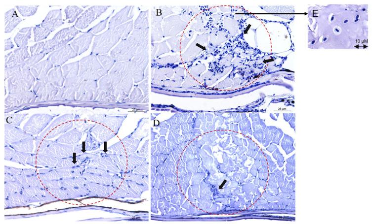 https://cdn.ncbi.nlm.nih.gov/pmc/blobs/22e3/10531694/b6b2ae99d802/ijms-24-14053-g010.jpg