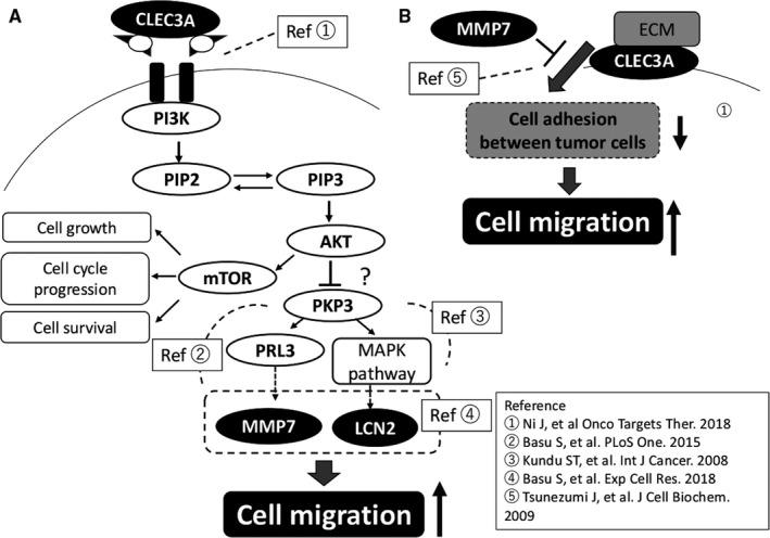 https://cdn.ncbi.nlm.nih.gov/pmc/blobs/22e4/6639196/35a479e7fdf9/CAM4-8-3748-g004.jpg