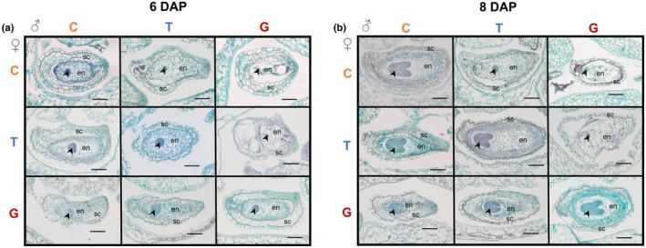 https://cdn.ncbi.nlm.nih.gov/pmc/blobs/22e6/9826125/77491c78a58e/NPH-236-1545-g001.jpg
