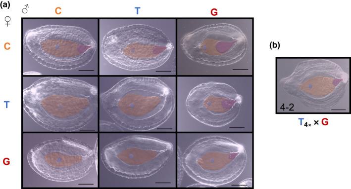 https://cdn.ncbi.nlm.nih.gov/pmc/blobs/22e6/9826125/82ea5150e2a2/NPH-236-1545-g002.jpg