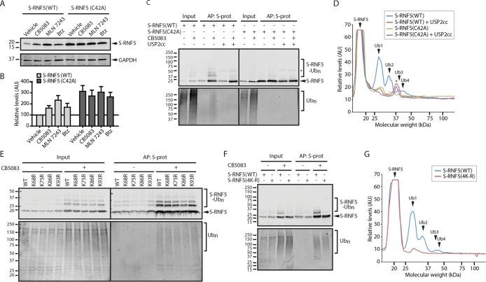 https://cdn.ncbi.nlm.nih.gov/pmc/blobs/22ea/5921570/c134ae715e41/mbc-29-1021-g005.jpg