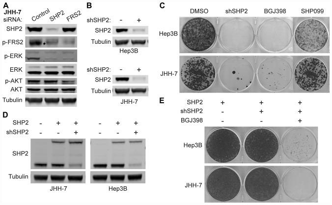 https://cdn.ncbi.nlm.nih.gov/pmc/blobs/22ea/6980623/6dcb2fbe5508/oncotarget-11-265-g002.jpg
