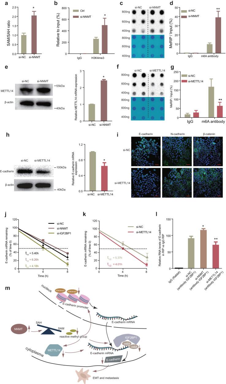 https://cdn.ncbi.nlm.nih.gov/pmc/blobs/22eb/10828394/27cfb8c0cde0/41698_2024_509_Fig7_HTML.jpg