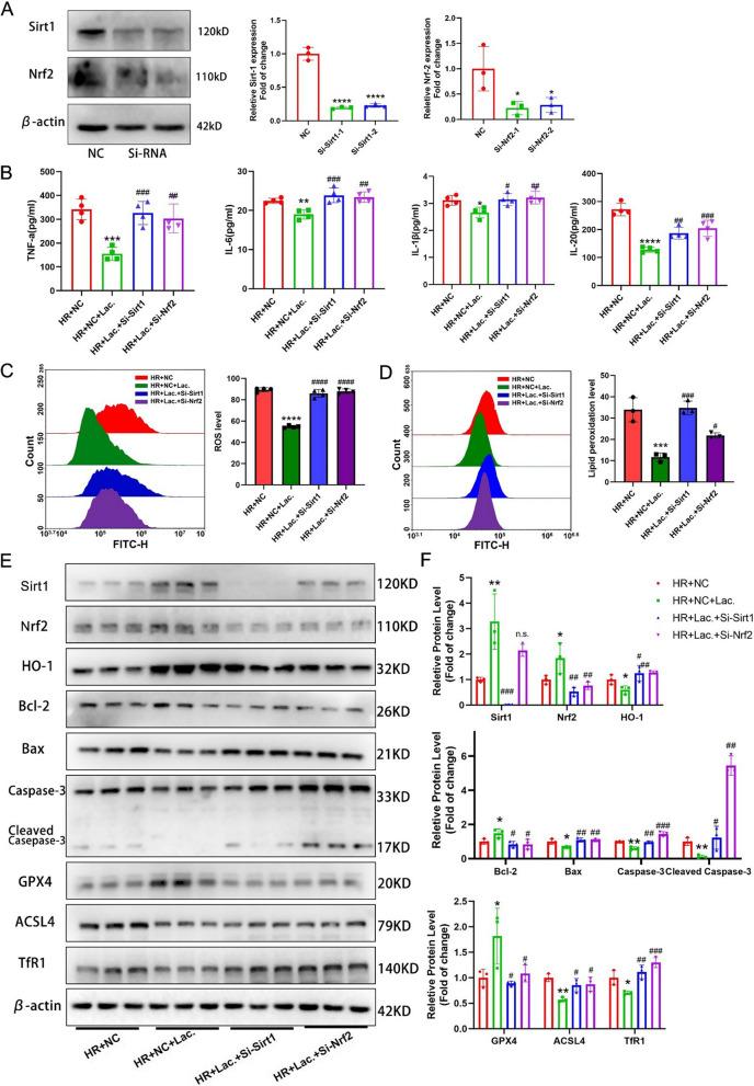 https://cdn.ncbi.nlm.nih.gov/pmc/blobs/22ec/12218948/63cd2cc3908f/12916_2025_4203_Fig6_HTML.jpg
