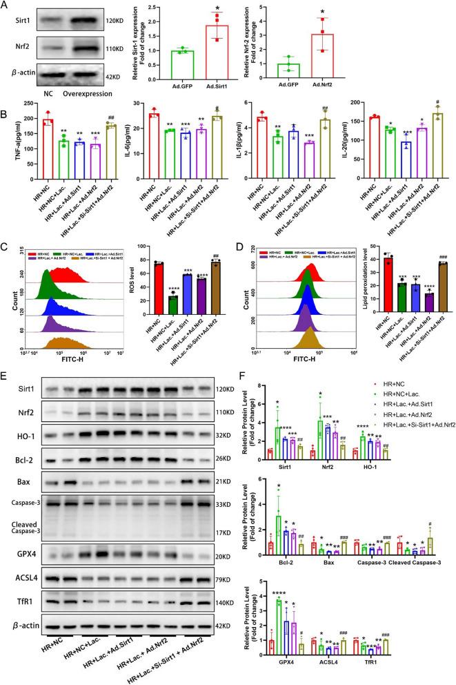 https://cdn.ncbi.nlm.nih.gov/pmc/blobs/22ec/12218948/746945b72725/12916_2025_4203_Fig7_HTML.jpg