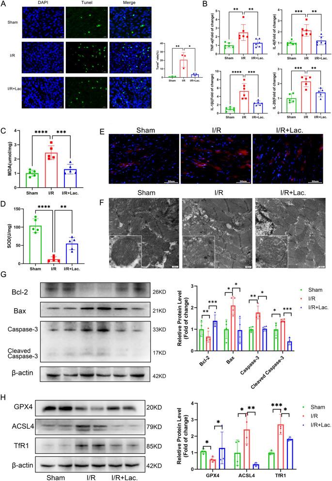 https://cdn.ncbi.nlm.nih.gov/pmc/blobs/22ec/12218948/7d5ad6c2b35e/12916_2025_4203_Fig3_HTML.jpg