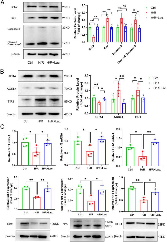 https://cdn.ncbi.nlm.nih.gov/pmc/blobs/22ec/12218948/89396fe1b252/12916_2025_4203_Fig5_HTML.jpg