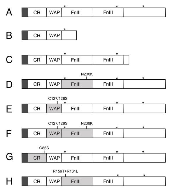 https://cdn.ncbi.nlm.nih.gov/pmc/blobs/22ec/1629024/50c9dc5fad57/1471-2156-7-47-2.jpg