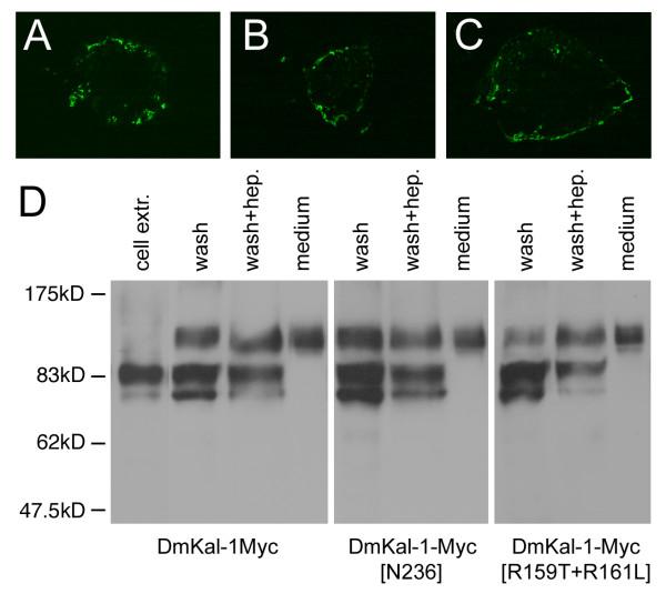 https://cdn.ncbi.nlm.nih.gov/pmc/blobs/22ec/1629024/b422086d23bf/1471-2156-7-47-4.jpg