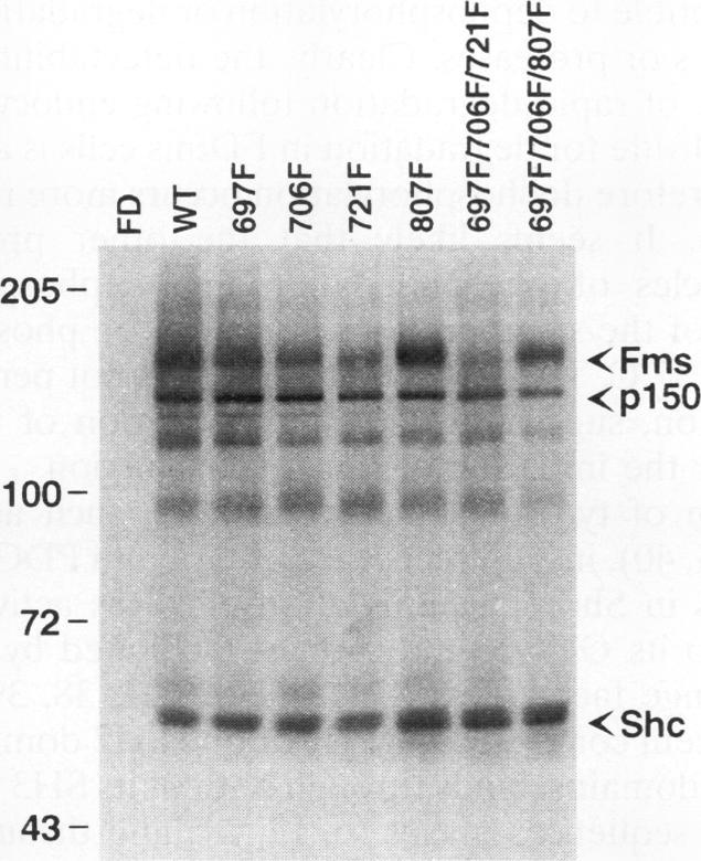 https://cdn.ncbi.nlm.nih.gov/pmc/blobs/22ef/359093/31a6d90ce7f6/molcellb00009-0083-a.jpg