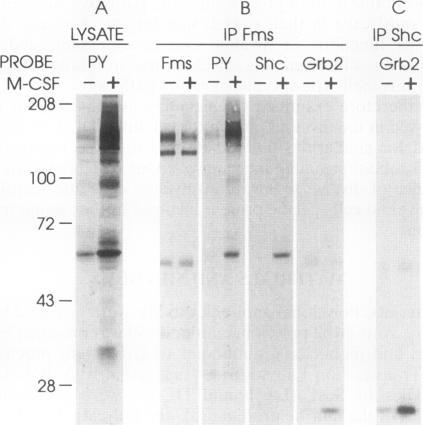 https://cdn.ncbi.nlm.nih.gov/pmc/blobs/22ef/359093/515ee24855f3/molcellb00009-0080-b.jpg