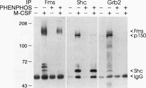https://cdn.ncbi.nlm.nih.gov/pmc/blobs/22ef/359093/b61eea8ba323/molcellb00009-0081-b.jpg