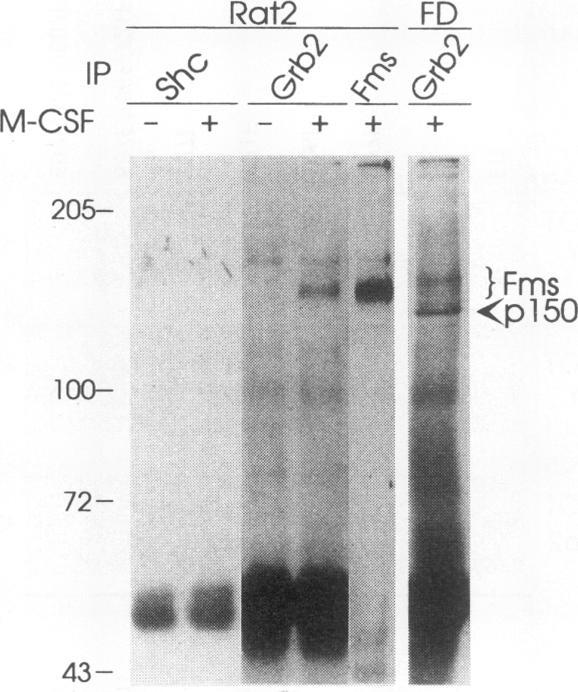 https://cdn.ncbi.nlm.nih.gov/pmc/blobs/22ef/359093/eea252bcefdb/molcellb00009-0084-a.jpg