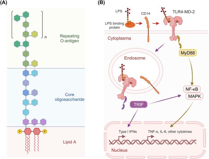 https://cdn.ncbi.nlm.nih.gov/pmc/blobs/22f2/12127201/138c5eb006a3/fphar-16-1595853-g002.jpg