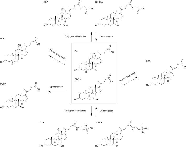https://cdn.ncbi.nlm.nih.gov/pmc/blobs/22f2/12127201/ba6e295fe550/fphar-16-1595853-g003.jpg
