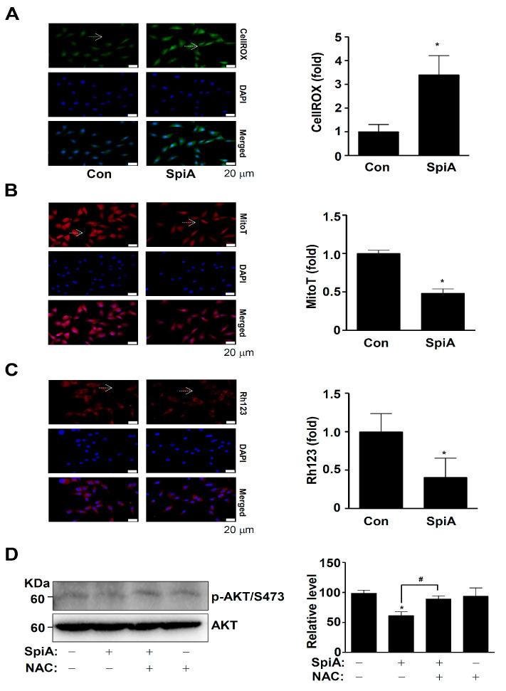 https://cdn.ncbi.nlm.nih.gov/pmc/blobs/22f4/11505237/a7ae99788d01/antioxidants-13-01162-g005.jpg