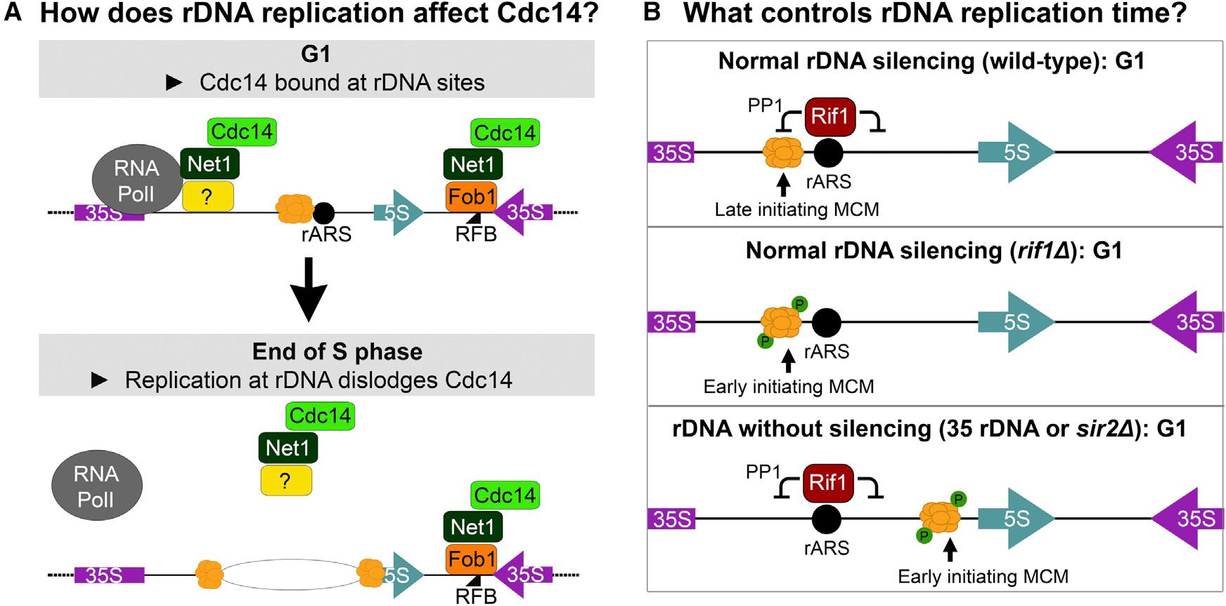 https://cdn.ncbi.nlm.nih.gov/pmc/blobs/22f9/10142053/221b168808ff/nihms-1887269-f0007.jpg