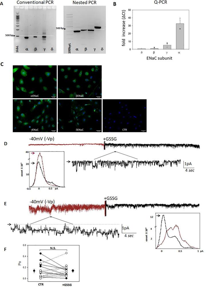 https://cdn.ncbi.nlm.nih.gov/pmc/blobs/22fc/7351335/261526c92bff/nihms-1600759-f0004.jpg