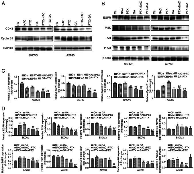 https://cdn.ncbi.nlm.nih.gov/pmc/blobs/22fc/9551658/129c5f69b0db/or-48-05-08417-g01.jpg