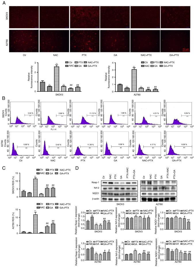 https://cdn.ncbi.nlm.nih.gov/pmc/blobs/22fc/9551658/47c2d25c7a04/or-48-05-08417-g03.jpg