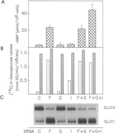 https://cdn.ncbi.nlm.nih.gov/pmc/blobs/2300/51140/c7a93f3648fe/pnas01055-0351-a.jpg