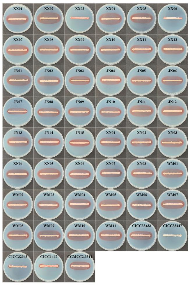 https://cdn.ncbi.nlm.nih.gov/pmc/blobs/2301/10706177/23ec74b29301/foods-12-04249-g002.jpg
