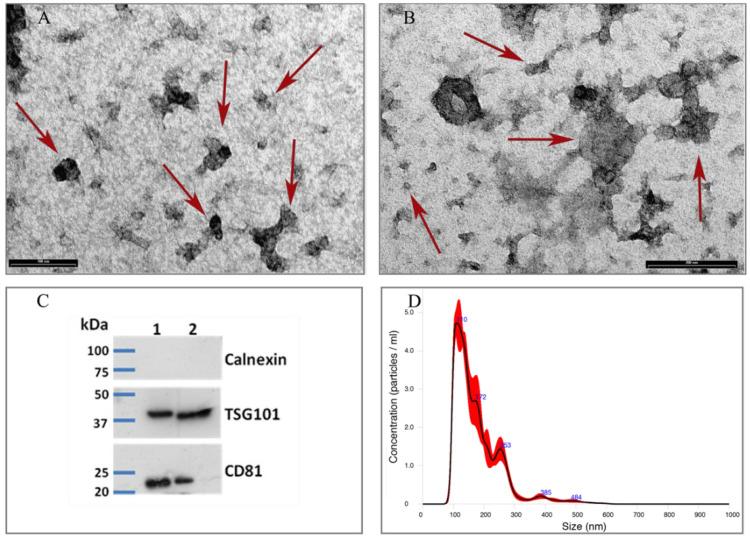 https://cdn.ncbi.nlm.nih.gov/pmc/blobs/2303/9775086/98a5b3279e4e/biomedicines-10-03264-g001.jpg