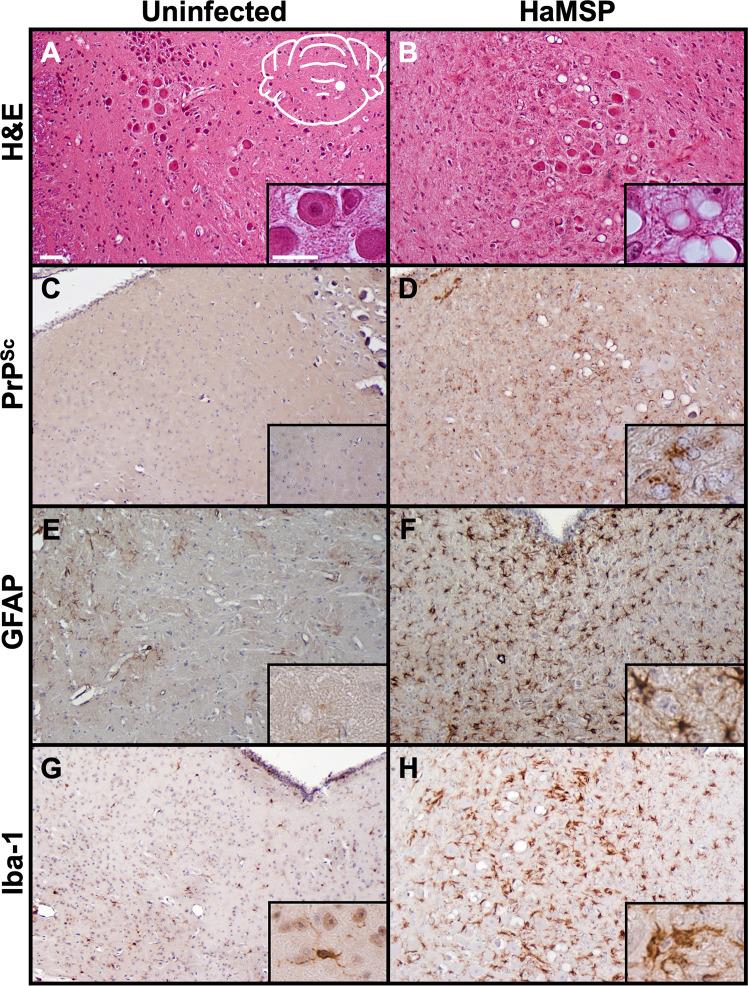https://cdn.ncbi.nlm.nih.gov/pmc/blobs/2304/8312972/ffae28f1e13b/ppat.1009765.g005.jpg